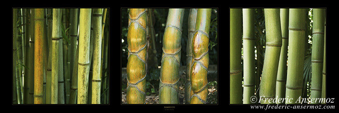 Panorama bamboos 003